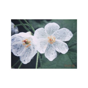 收聽Hydrangea的サンカヨウ歌詞歌曲