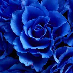 ดาวน์โหลดและฟังเพลง Indigo พร้อมเนื้อเพลงจาก Jack McKee