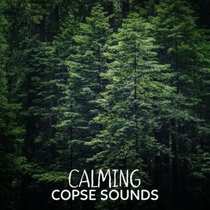 Natural Forest Sounds的專輯Calming Copse Sounds