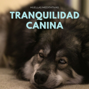 ดาวน์โหลดและฟังเพลง Meditación De Calma Canina พร้อมเนื้อเพลงจาก Medi Rela