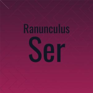 Various Artists的專輯Ranunculus Ser