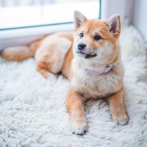 收聽Dog Mozart的Relax DOG歌詞歌曲