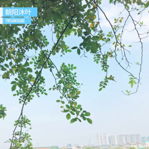 Listen to 朝阳沐叶 song with lyrics from YinTianXiang