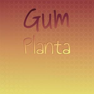 Various Artists的專輯Gum Planta