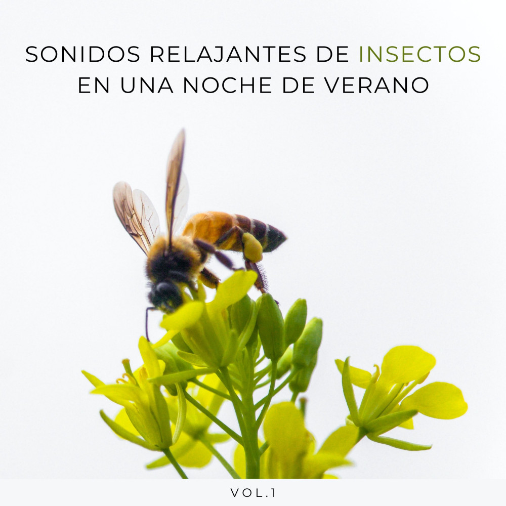 Sonido De Insectos Para Un Sueño Profundo