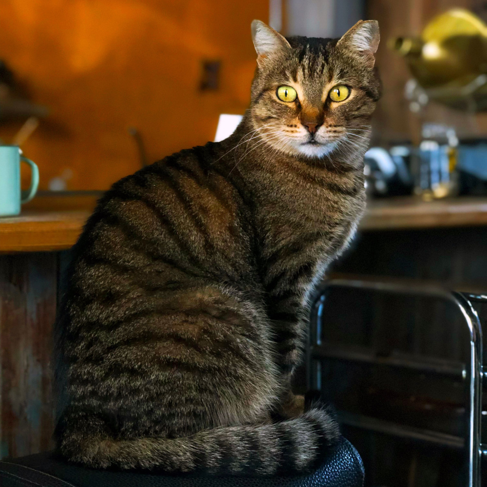 Coffee Shop Stories And Purring