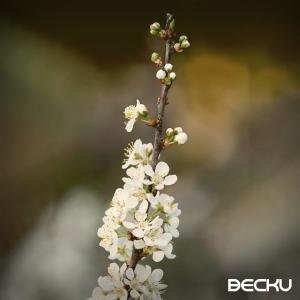 Becku的專輯Healing