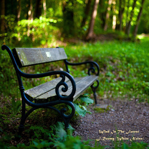 Dengarkan Wind In The Forest (ASMR, Nature Sound) lagu dari J.Roomy dengan lirik