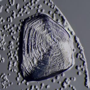 저녁(Jeonyeok)的專輯Partisan - 난생 처음 겪어보는 모든 것