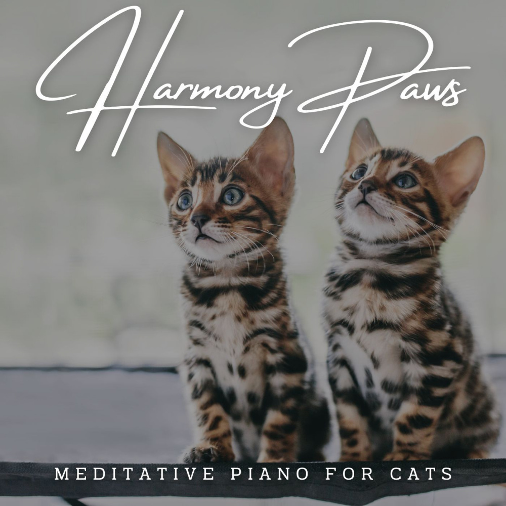 Calm Harmony in Catland