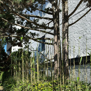 收聽MITCHELL BAY的Grandma's Garden歌詞歌曲