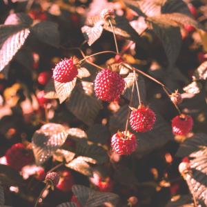 Album Framboise from Dimatis