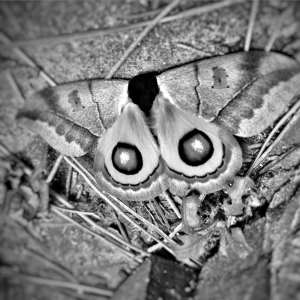 Album Moth from 