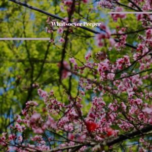 Listen to Sham Laughter song with lyrics from Maie Leks