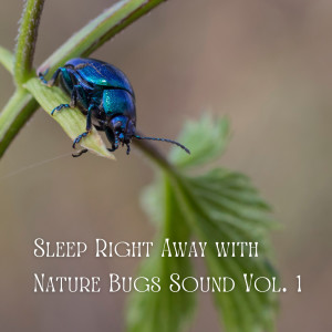 อัลบัม Sleep Right Away with Nature Bugs Sound Vol. 1 ศิลปิน Nature Sounds for Sleep and Relaxation