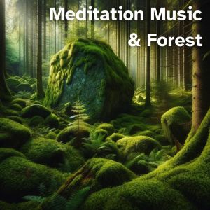 อัลบัม Meditation Music & Forest (Finding Solace) ศิลปิน Silent Meditation Zone