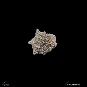 收聽AUTOFLOWER的Coral歌詞歌曲
