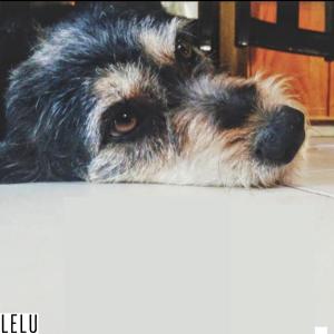 Dengarkan 31.12 lagu dari Lelu dengan lirik