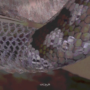 Sinna的專輯Kurayami: هذه الحياة