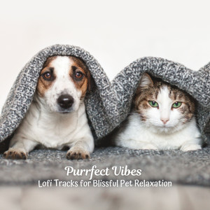 Album Purrfect Vibes: Lofi Tracks for Blissful Pet Relaxation oleh Relaxing Pet Music