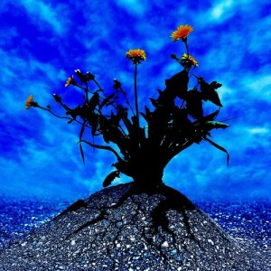 ดาวน์โหลดและฟังเพลง Healing Tibetan Melody พร้อมเนื้อเพลงจาก Massage Tribe