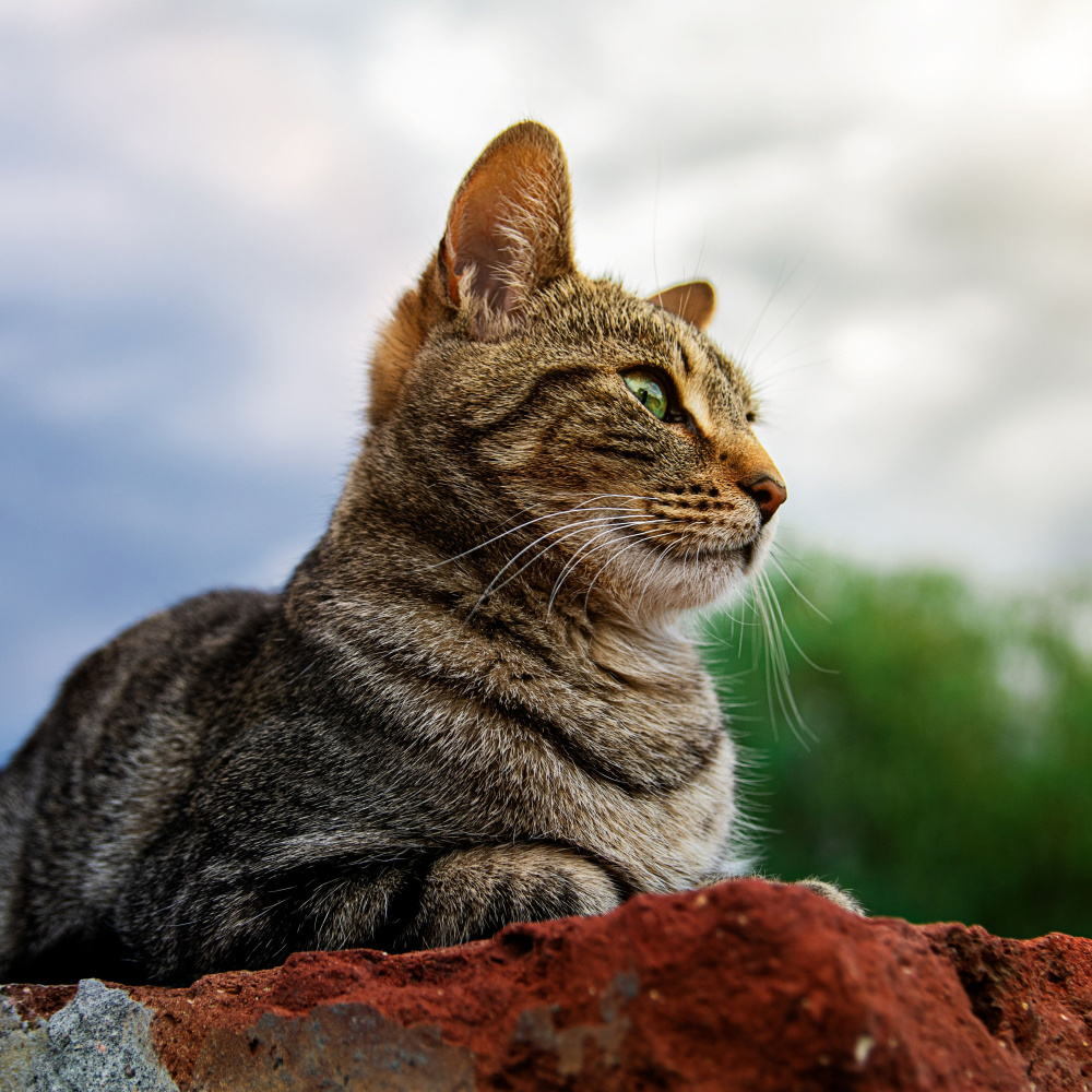 Serene Rainy Feline Retreat