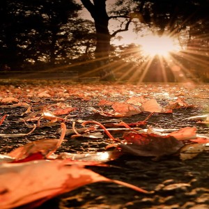 Dengarkan Autumn (Remix) lagu dari DjPop dengan lirik