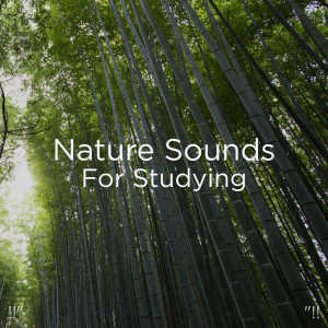 ดาวน์โหลดและฟังเพลง Asmr Water Stream พร้อมเนื้อเพลงจาก Sleep Sounds of Nature