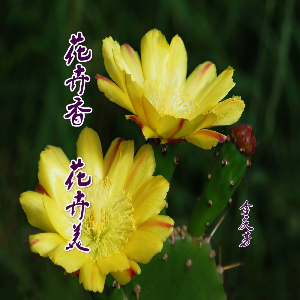 花卉香 花卉美 (伴奏)