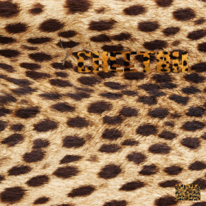 收聽b.b. doll的Cheetah (Explicit)歌詞歌曲