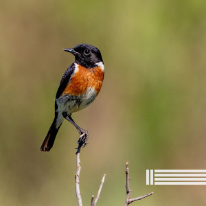 Morning Birds Radio dari Birds In The Forest
