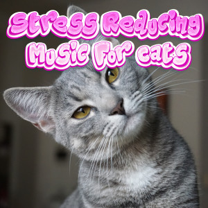 Dilshan Karunanayaka的專輯Kitty Cat Lullabies Relaxing Stress Reducing Music For Cats