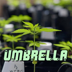 Listen to Umbrella (Remix) song with lyrics from Dj 4Li