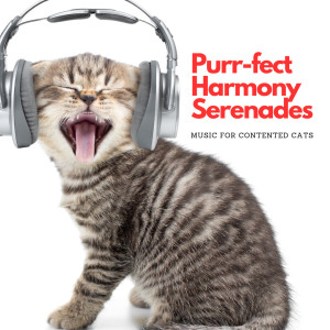 Purr-fect Harmony Serenades: Music For Contented Cats