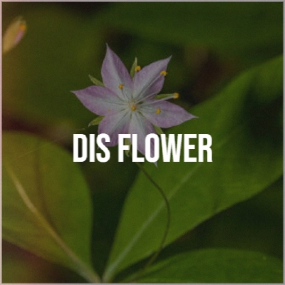 Dis Flower