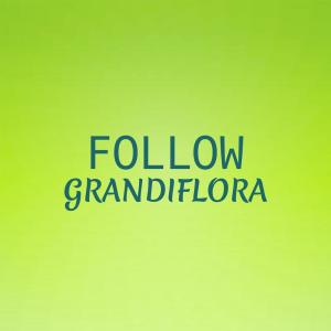 收聽Mido Scha的Follow Grandiflora歌詞歌曲