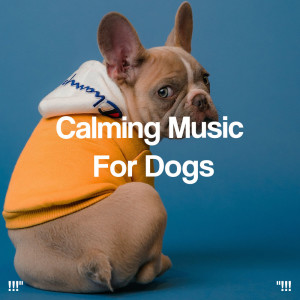 !!!" Calming Music For Dogs "!!!