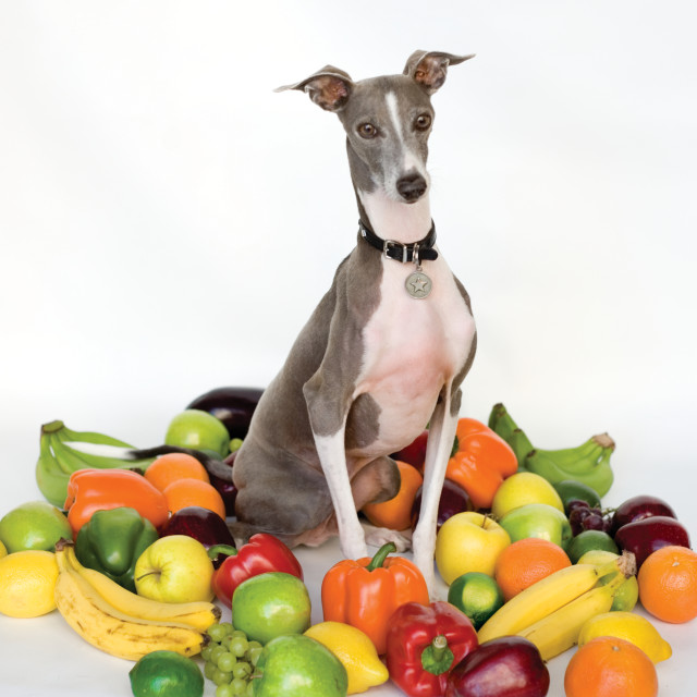 อัลบัม Excellent Italian Greyhound (Explicit) ศิลปิน Shellac