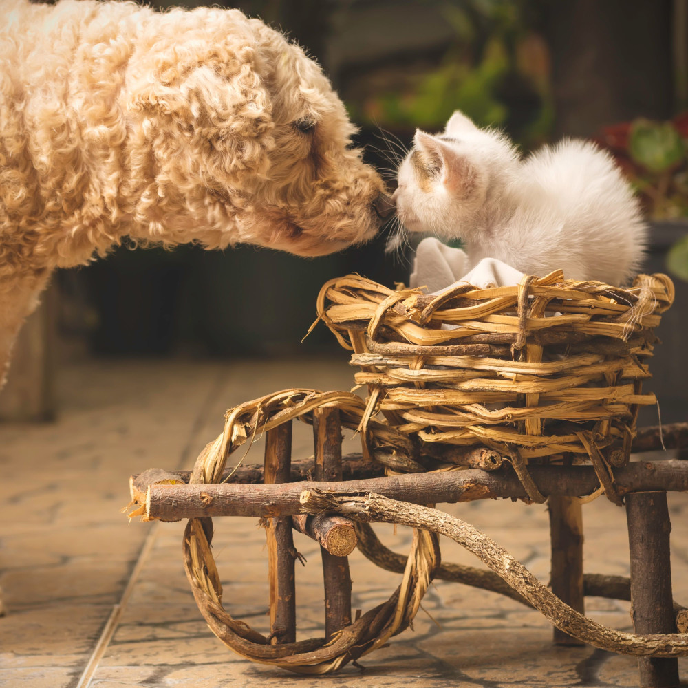 Zen Piano for Pet's Rainy Retreat