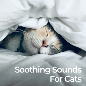 Cats Music Zone的專輯Soothing Sounds for Cats