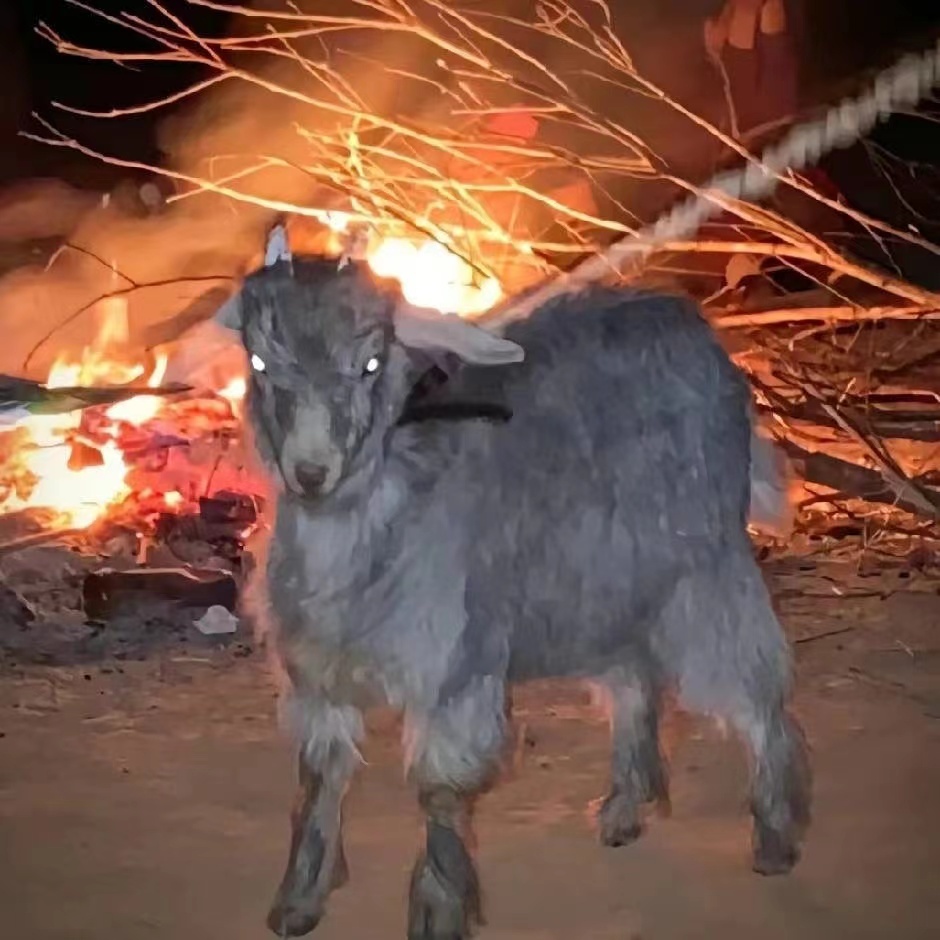 隋歌