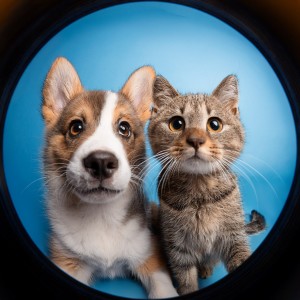 ดาวน์โหลดและฟังเพลง Flujo Fácil Para Tu Compañero Peludo พร้อมเนื้อเพลงจาก Academia de música de mascotas tranquilas