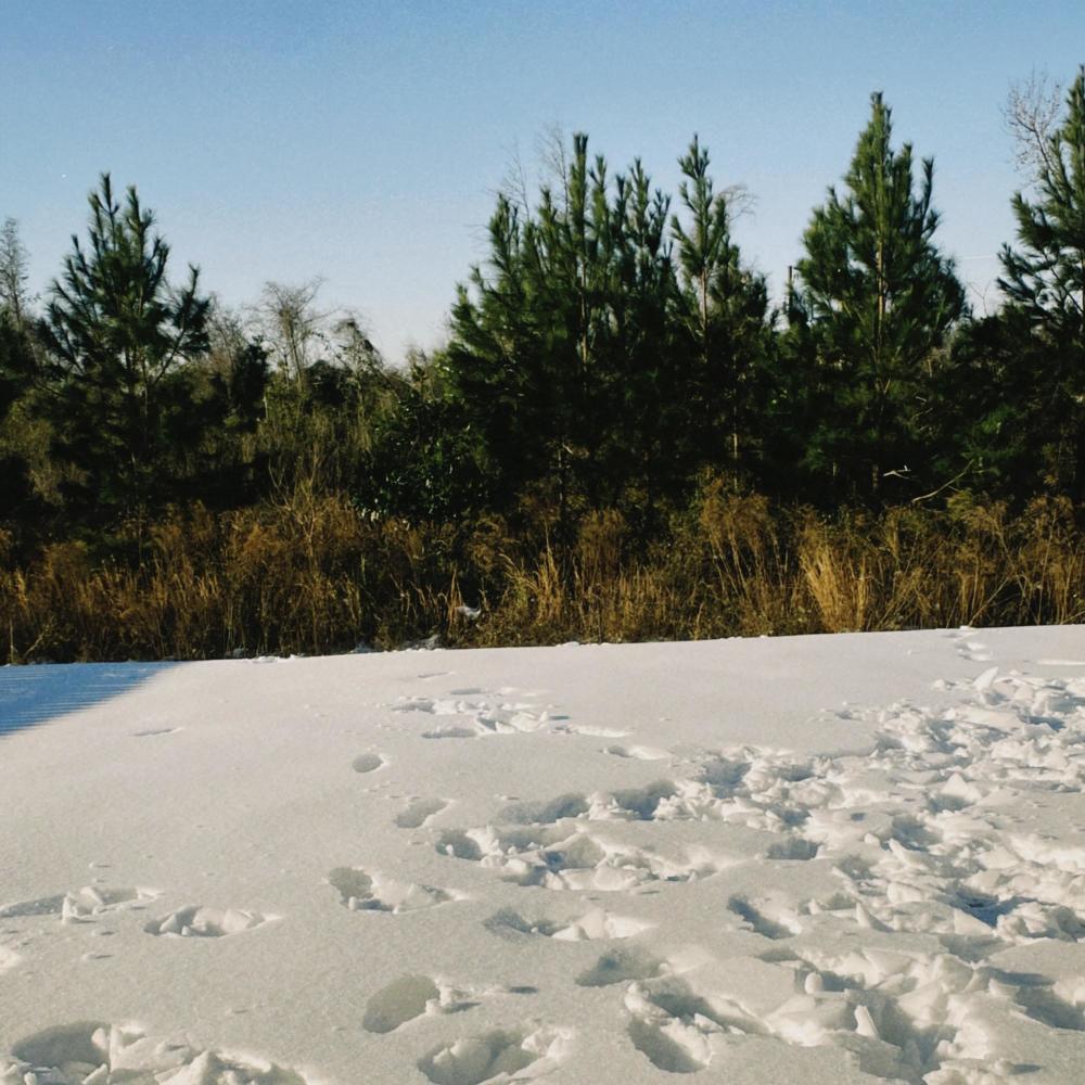 Snow In Florida