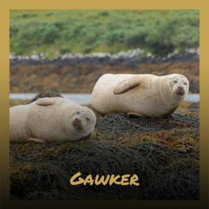 Gawker dari Various