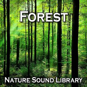 ดาวน์โหลดและฟังเพลง Early Morning Forest Stroll for Promoting Healing Wisdom and Inner Peace พร้อมเนื้อเพลงจาก Nature Sound Library