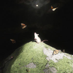 default playlist img