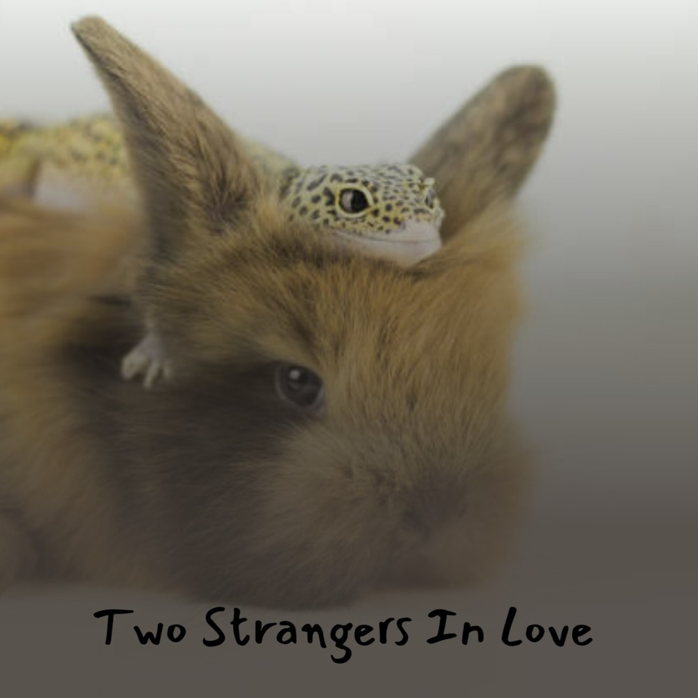 Two Strangers in Love