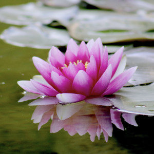 Album Relaxing Zen Garden oleh Gary Robins