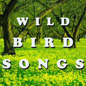 收聽Zen Meditations from a Sleeping Buddha的Bird Songs, Peaceful Background Nature Sounds歌詞歌曲