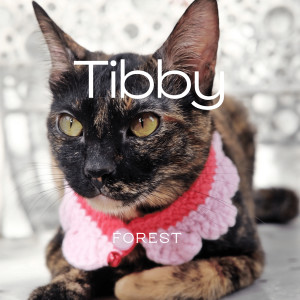 Listen to Tibby song with lyrics from Forest